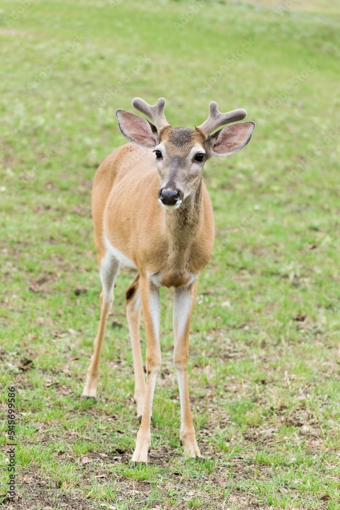 Vertical shot of a baby Key deer in a green grass