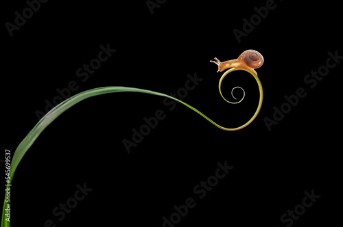 Snail on the stalk