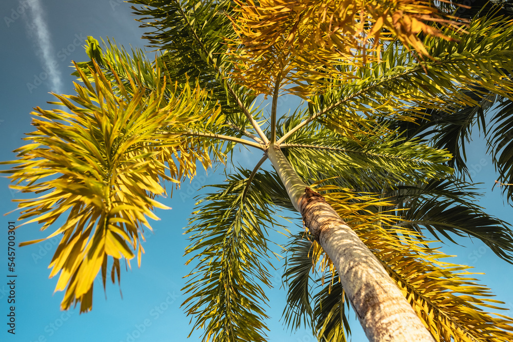 Fototapeta premium Palme vor blauem Himmel