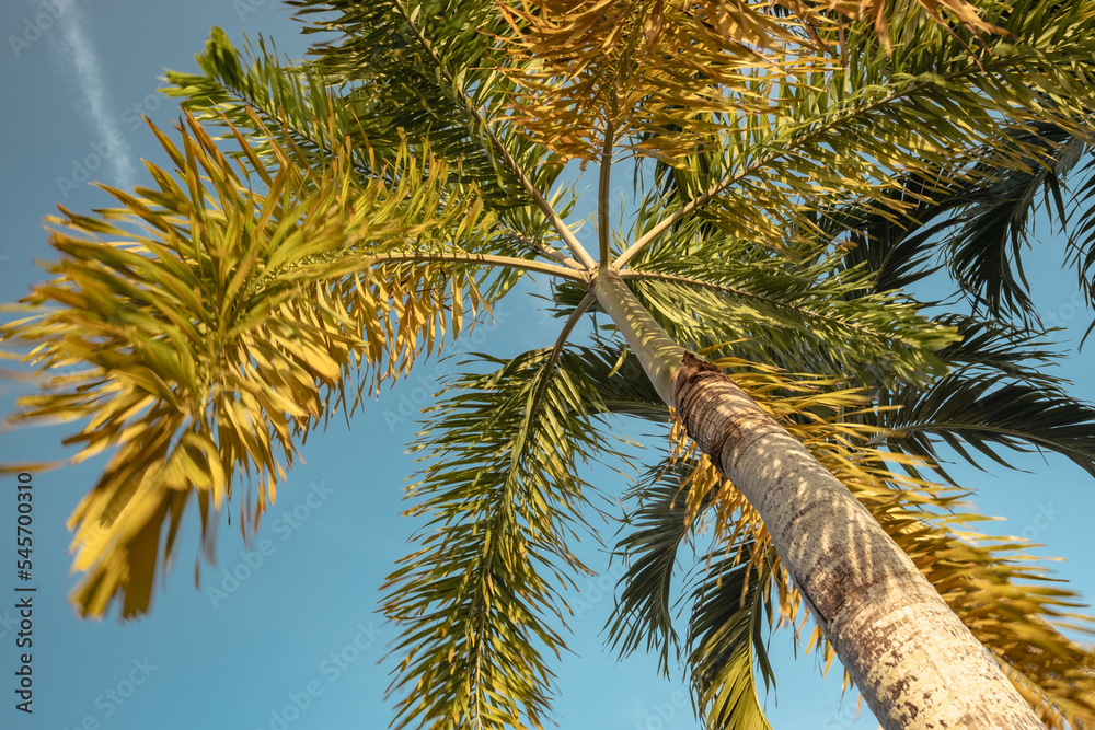 Fototapeta premium Palme vor blauem Himmel