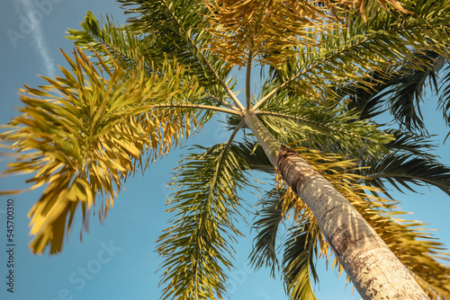 Palme vor blauem Himmel © Tommy