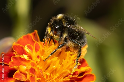 Closeup of a bee pollinating an orange and red flower