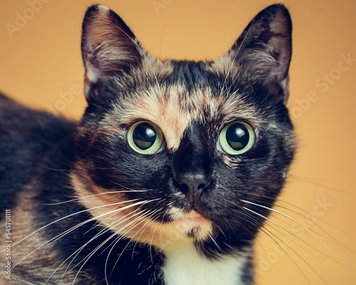 Photography Head of a cute calico cat against yellow background