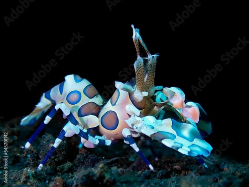 Closeup of harlequin shrimp underwater photo