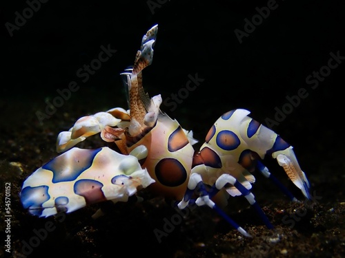 Closeup of harlequin shrimp underwater photo