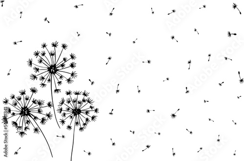 Hand draw three furry bloomy dandelions and blowball's fluffy seeds on isolated white background, nature floral pattern