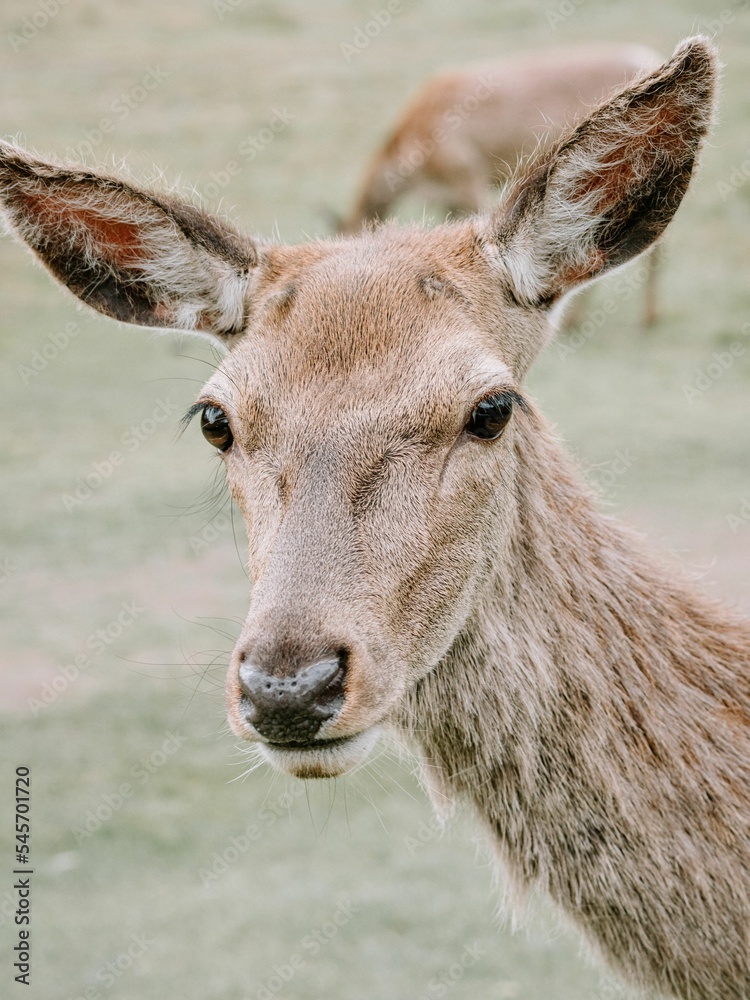 Vertical closeup of a Red Deer in a grass field outdoors