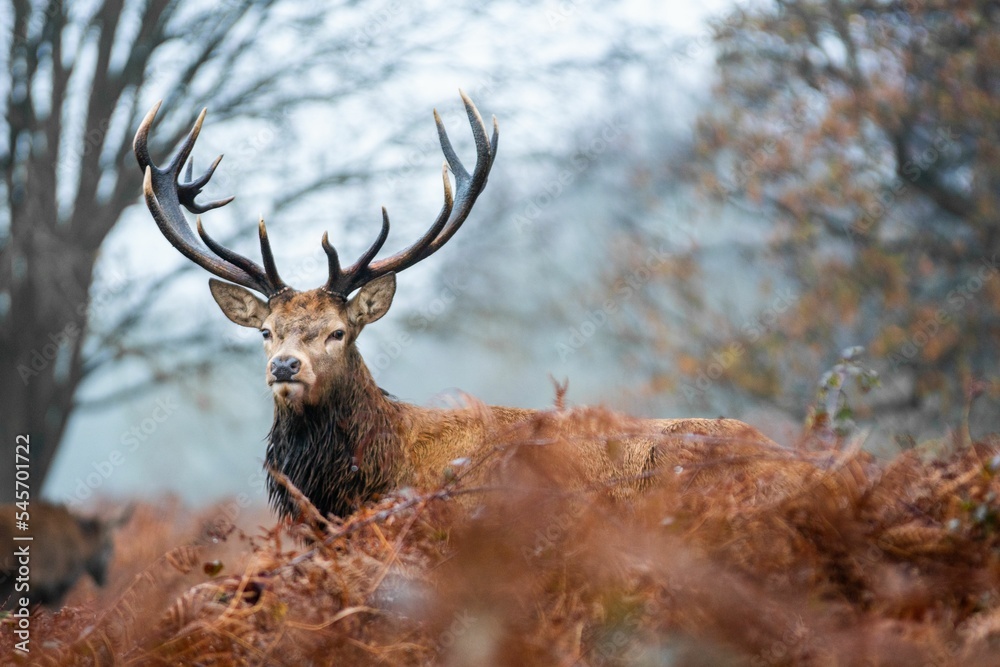Red Deer with antlers wandering in the woods at Richmond Park Red Deer with antlers wandering in the woods at Richmond Park