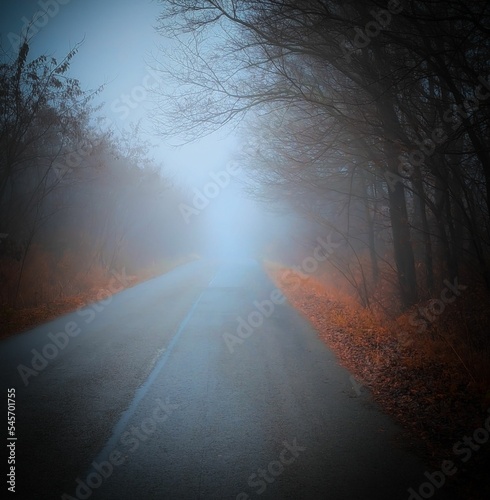 Road through misty forest