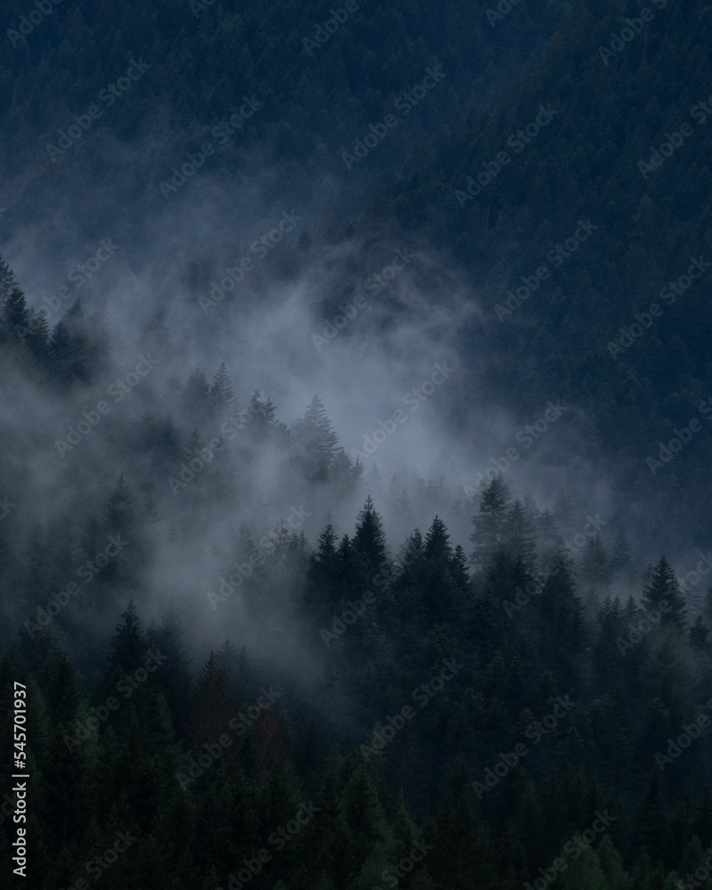 Vertical shot of dense trees in foggy forest