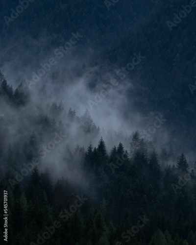 Vertical shot of dense trees in foggy forest © Fredrik11/Wirestock Creators