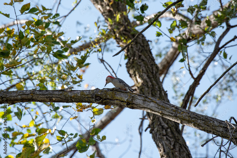 A Downy Woodpecker On A Tree In October A Downy Woodpecker On A Tree In October
