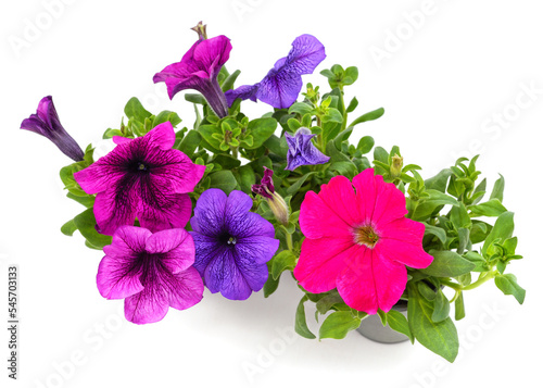 Foto Petunias in pots.