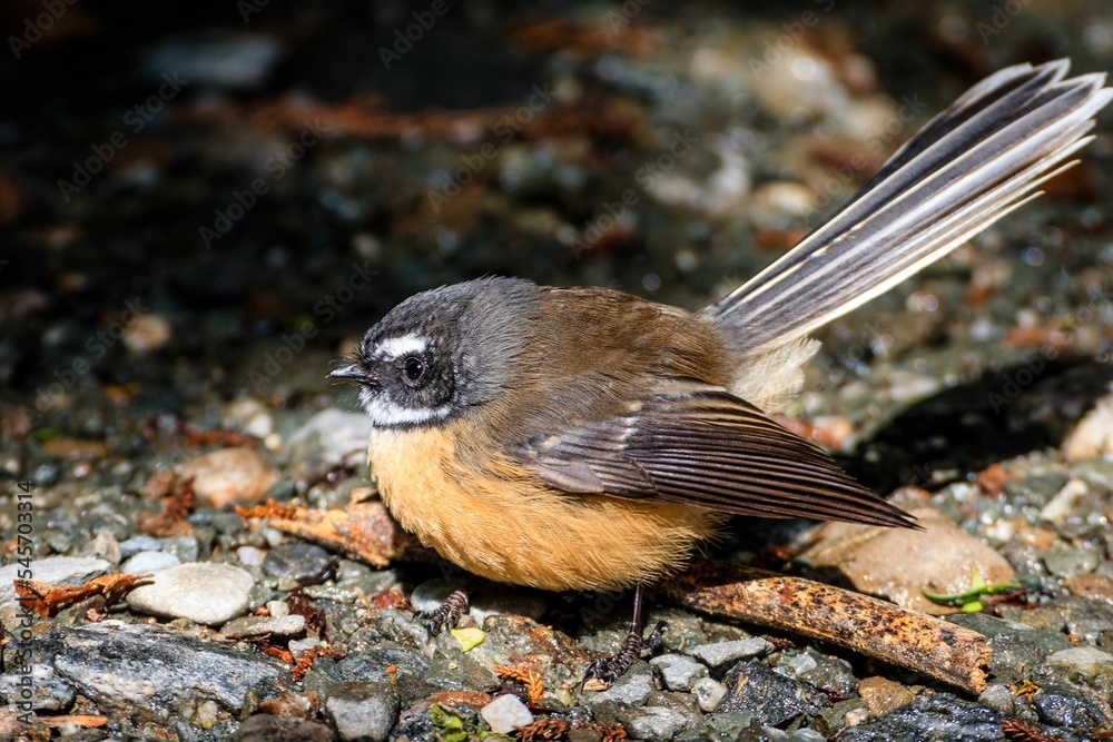 New Zealand fantail (Rhipidura fuliginosa) in its natural habitat Stock ...