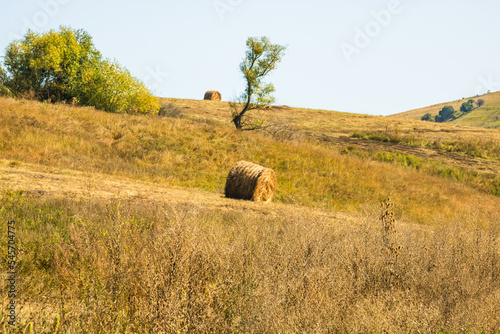 Golden hay bales. Agricultural parcels of different crops and hay roll