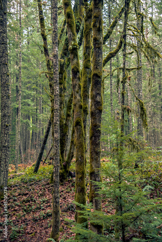 Fototapeta Naklejka Na Ścianę i Meble -  Vancouver Island rainforest
