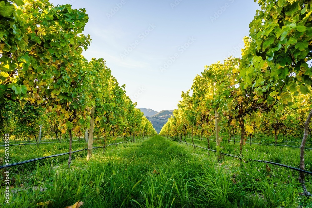 Vineyards in Blenheim, New Zealand