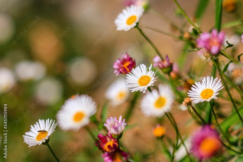 Closeup shot of beautiful daisies