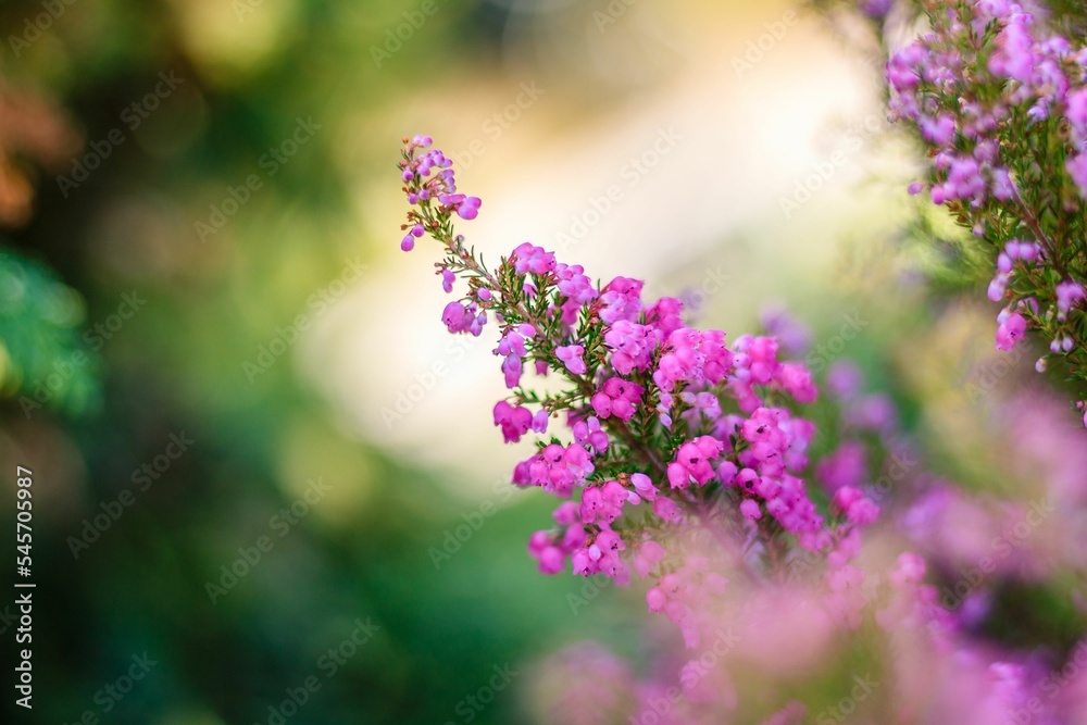 Fototapeta premium Closeup shot of pink Erica cinerea flowers