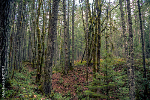 Vancouver Island rainforest