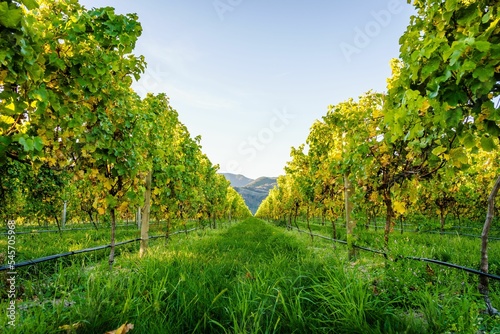 Fototapeta Naklejka Na Ścianę i Meble -  Vineyards in Blenheim, New Zealand