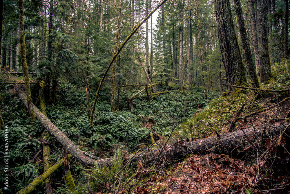 Obraz premium Vancouver Island rainforest