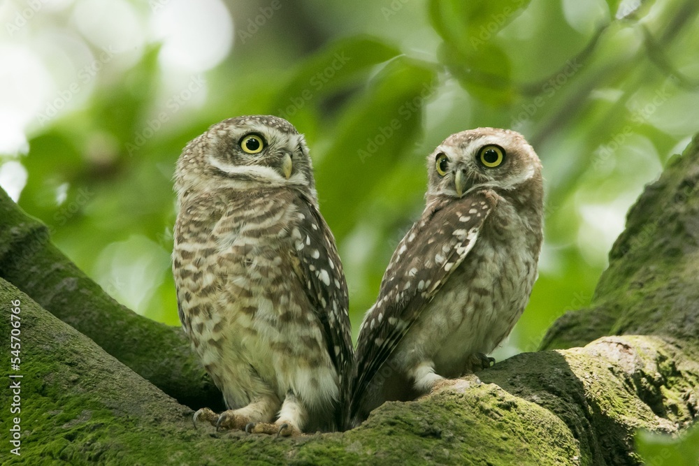 Closeup shot of a couple of cute owls Closeup shot of a couple of cute owls