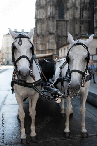 Selective of white carriage horses in Vienna
