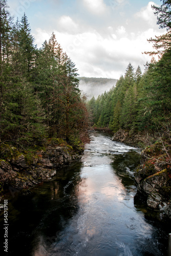 stream in the forest