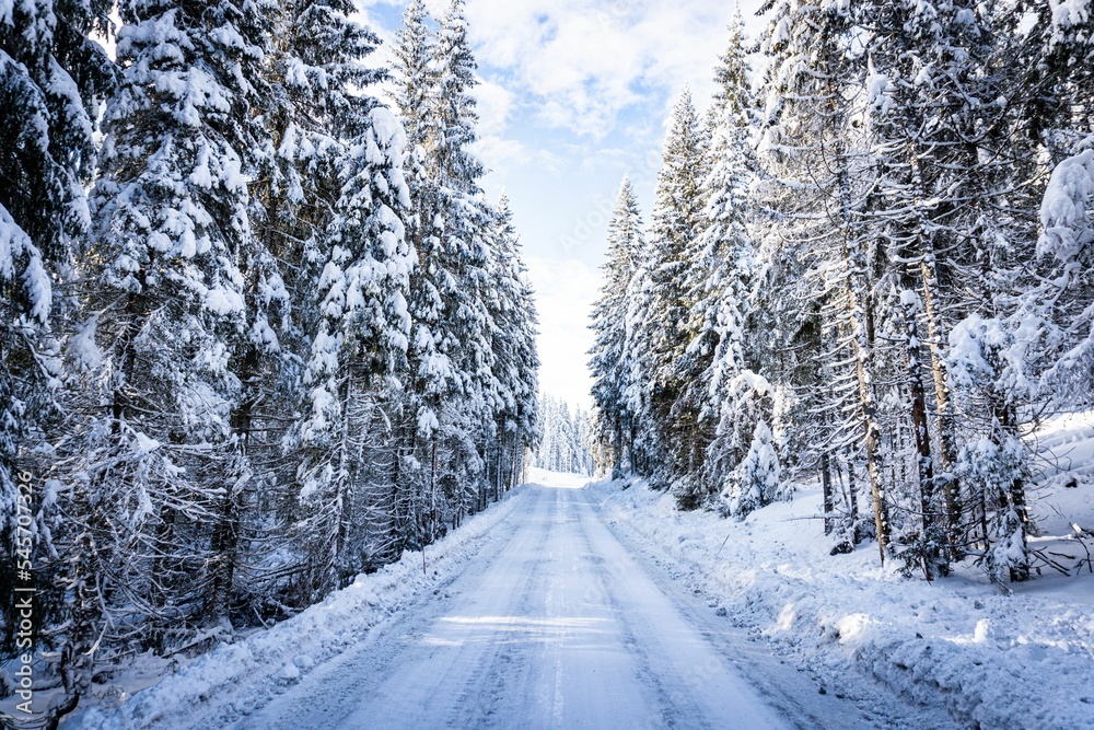 Naklejka premium A quiet country road in the snow between fir trees