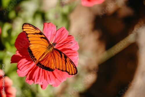 Canvas Print Close-up of a Juno silverspot (Dione juno) butterfly resting on a flower on a su