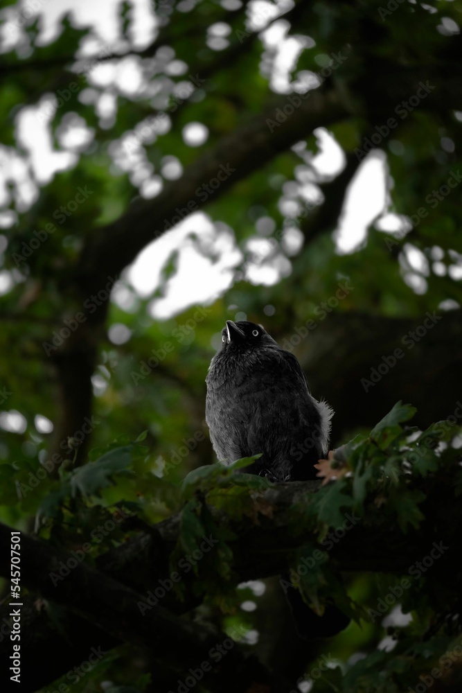 Vertical shot of a western jackdaw (Coloeus monedula) perched on a tree Vertical shot of a western jackdaw (Coloeus monedula) perched on a tree