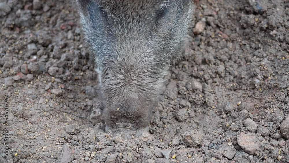 Wild boar digs in the ground for food and interacts with it's kind Wild boar digs in the ground for food and interacts with it's kind