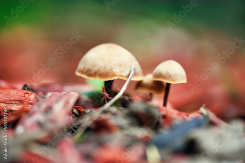 Obraz na płótnie Pilz Pilze w salonie