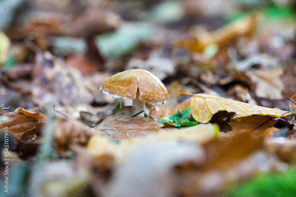 Pilz Pilze