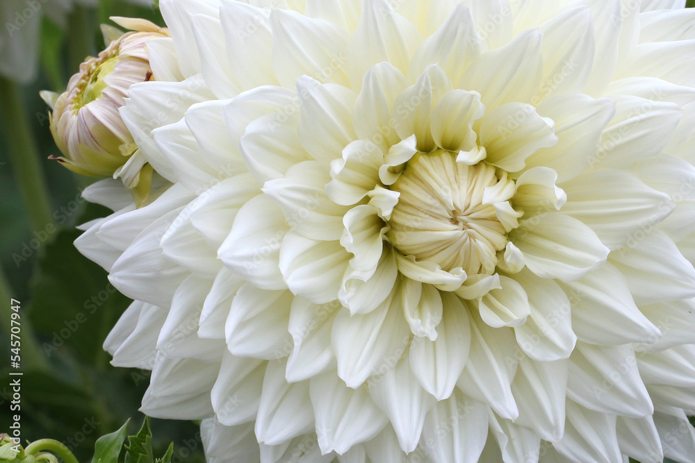 White Dahlia 'Milly' in flower White Dahlia 'Milly' in flower