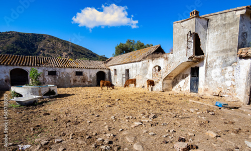 Abandoned old farm with cows, Andalusia, Spain, Europe.