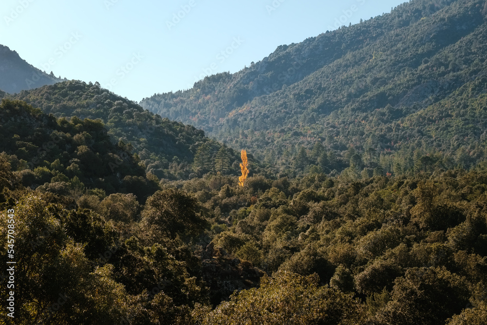 Isolated golden Poplar tree in forest