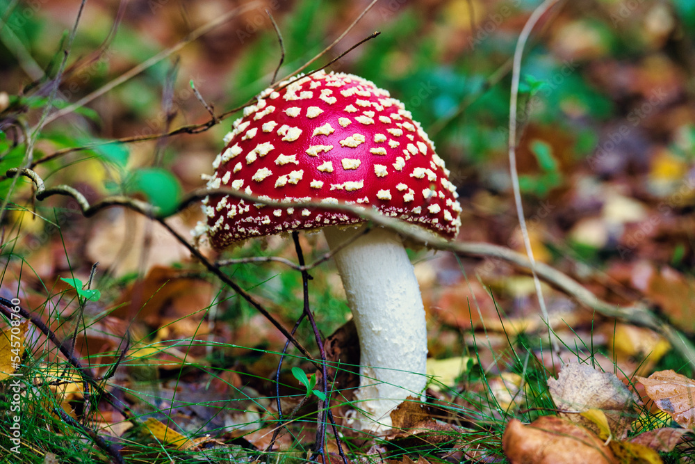 Fliegenpilz