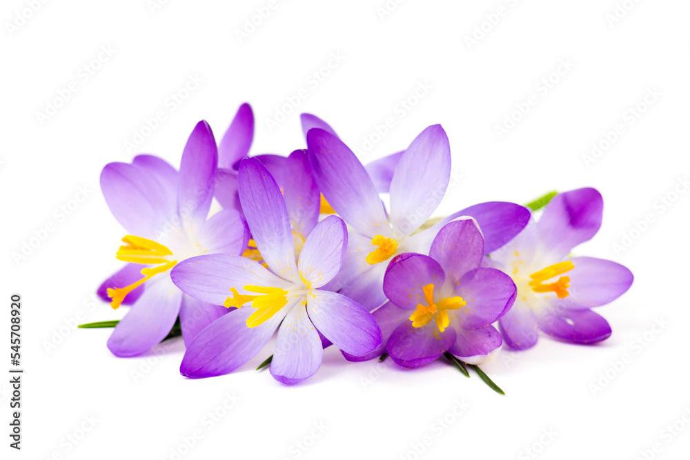 crocus - one of the first spring flowers on white background