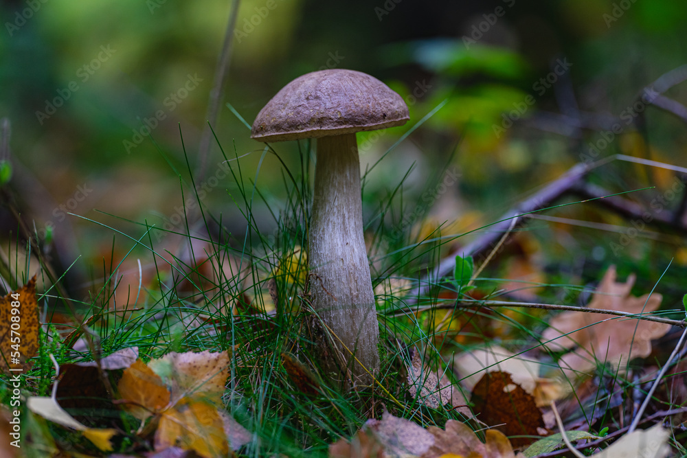 Pilz Pilze