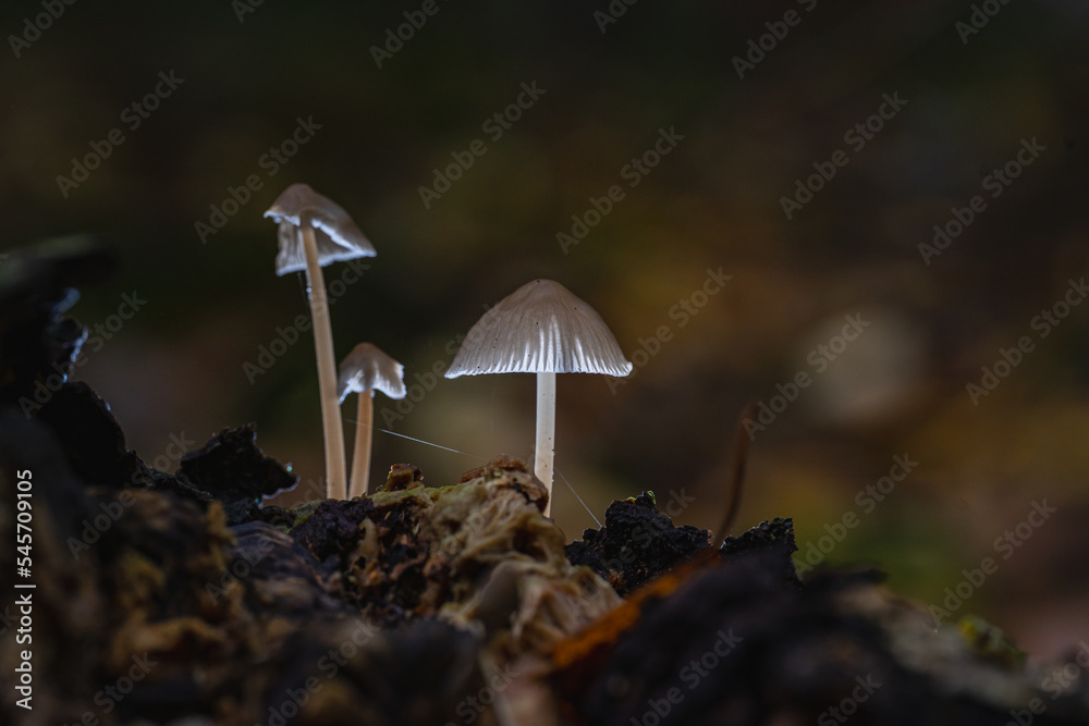 Pilze in der nacht