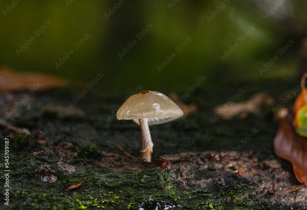 Pilz Pilze