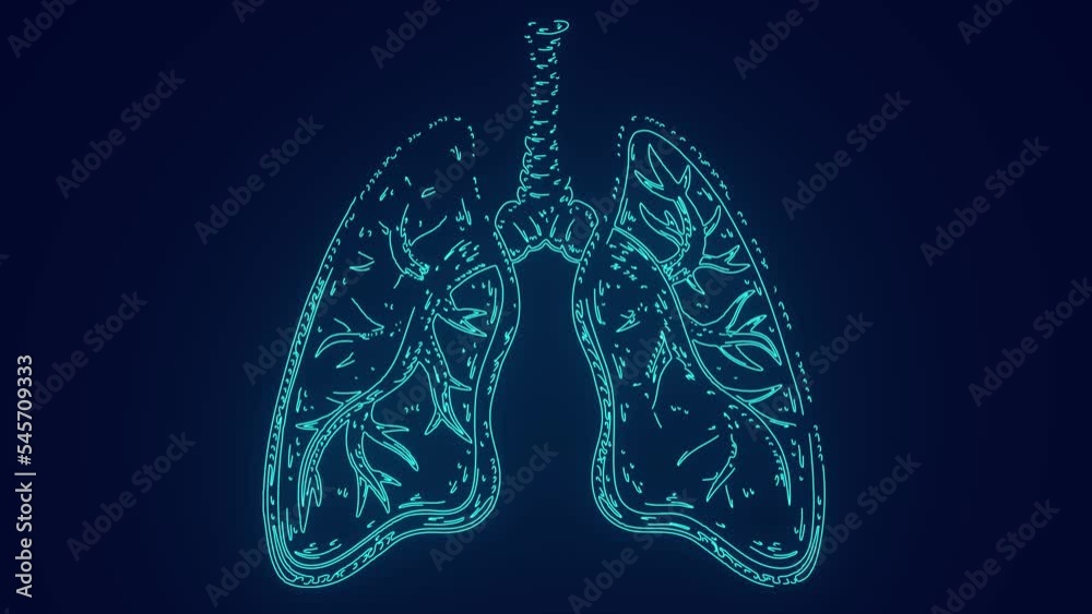 human lungs with bronchioles human anatomy medical science animation human lungs with bronchioles human anatomy medical science animation