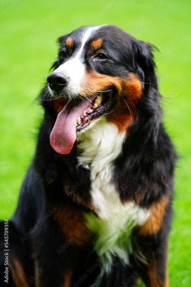 Closeup of Bernese Mountain dog with tongue out in green background