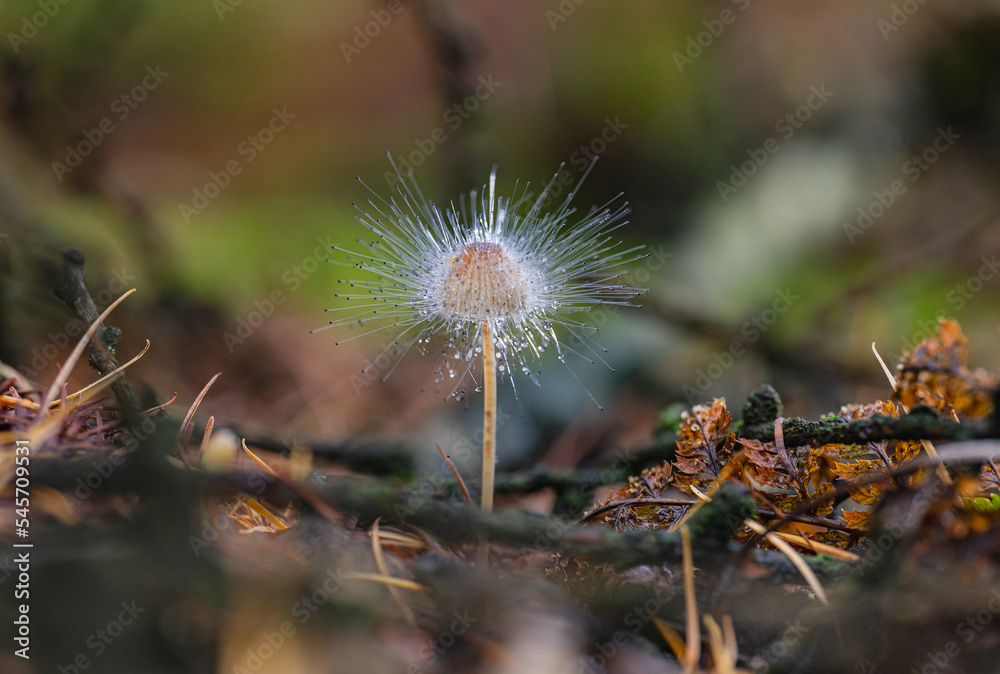 Pilz Sporen Lichtreflexe