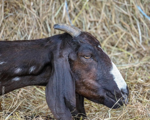 Closeup of goat eating hay