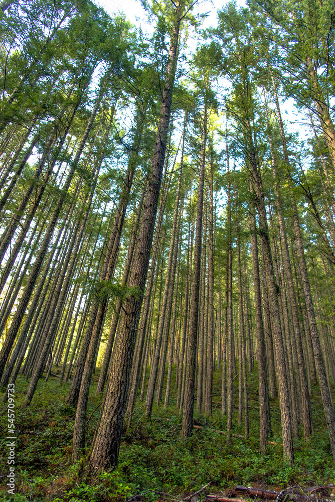 Tree trunks in rainforest Tree trunks in rainforest