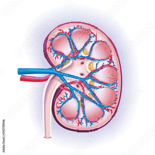 3D illustration, cross-section of human kidney, seen blood vessels and arteries used in medicine. Education and Commerce.