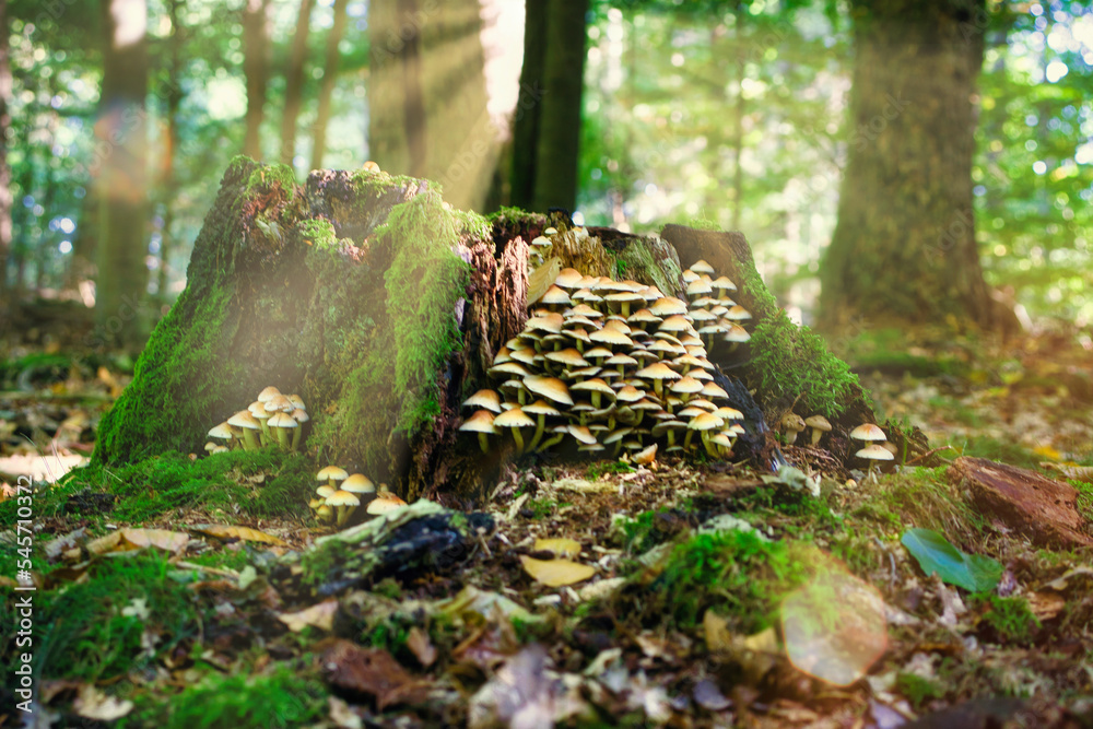 Baumstumpf mit Rauchblättrigem Schwefelkopf Hypholoma capnoides